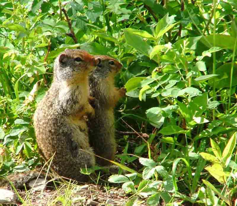 Columbian ground squirel
