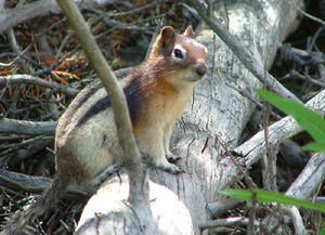 golden-mantled ground squirrel