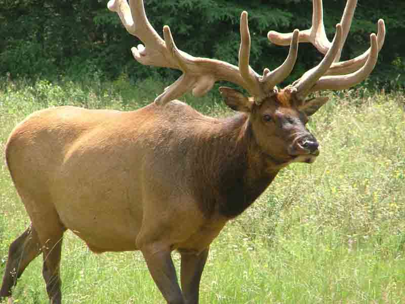 elk