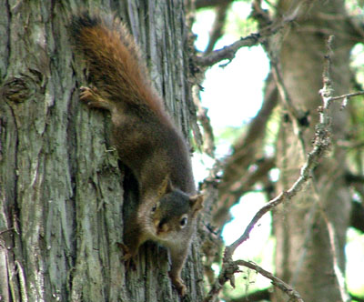 red squirrel