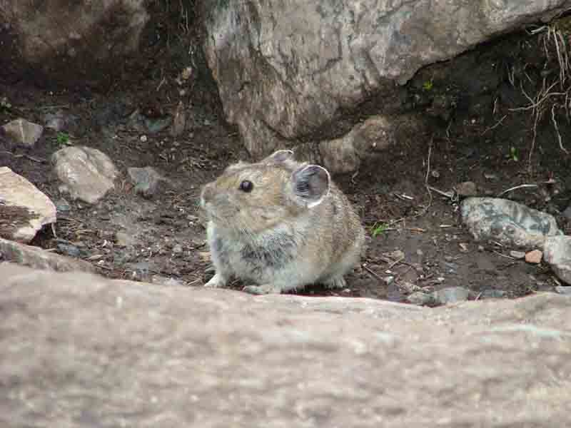 pika