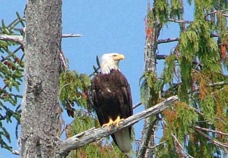 bald eagle