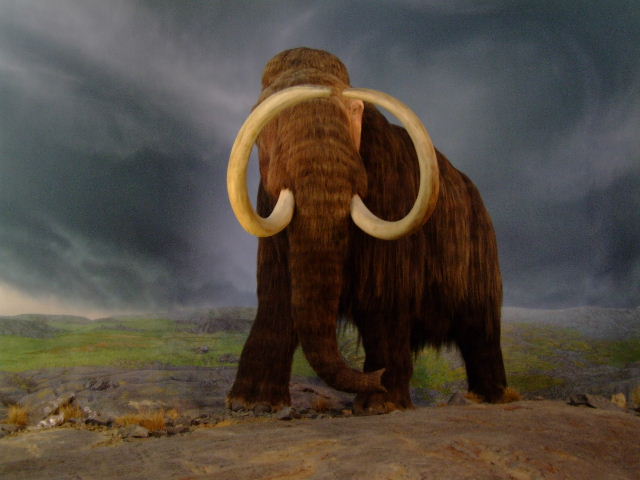 mammoet (Royal BC Museum)