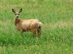 mule deer