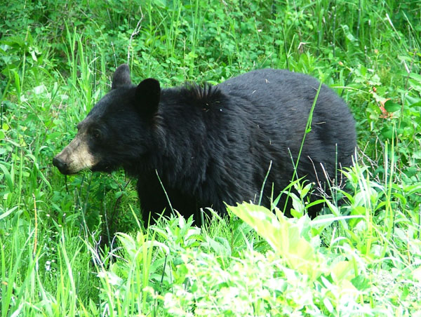 black bear