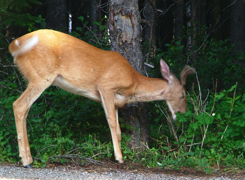 white-tailed deer
