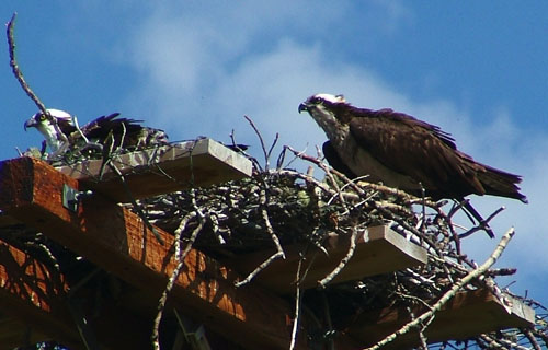 osprey