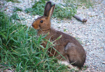 rabbit
