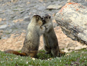 hoary marmots