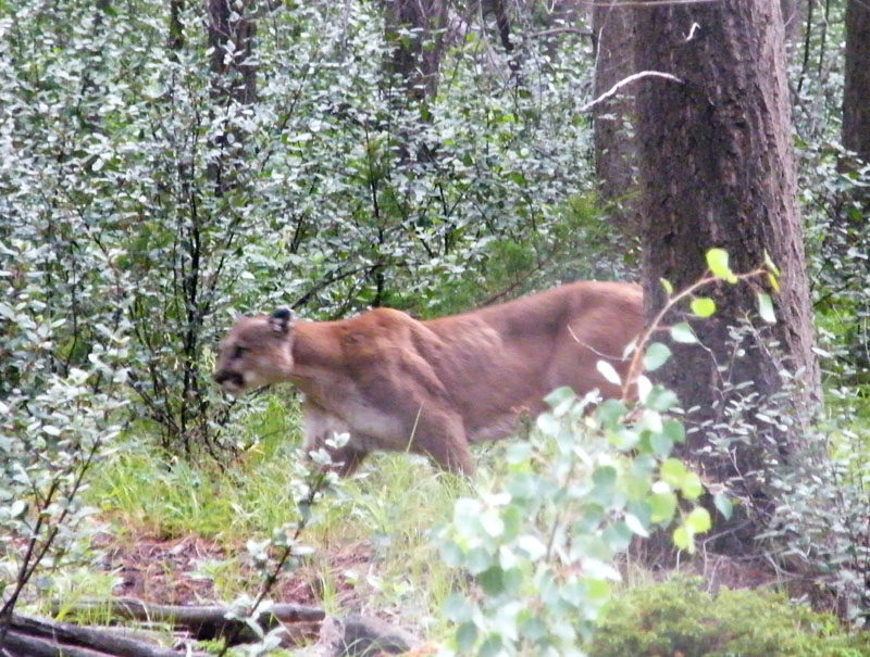 mountain lion / cougar