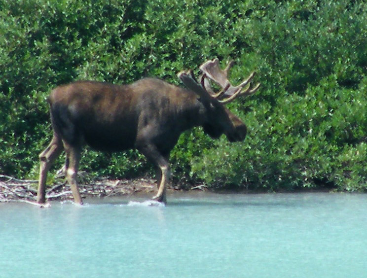 moose