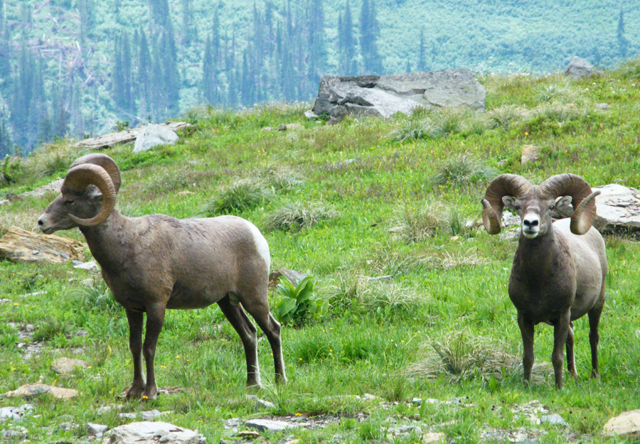 bighorn sheep