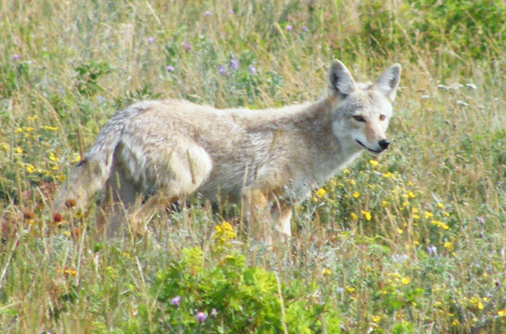 coyote