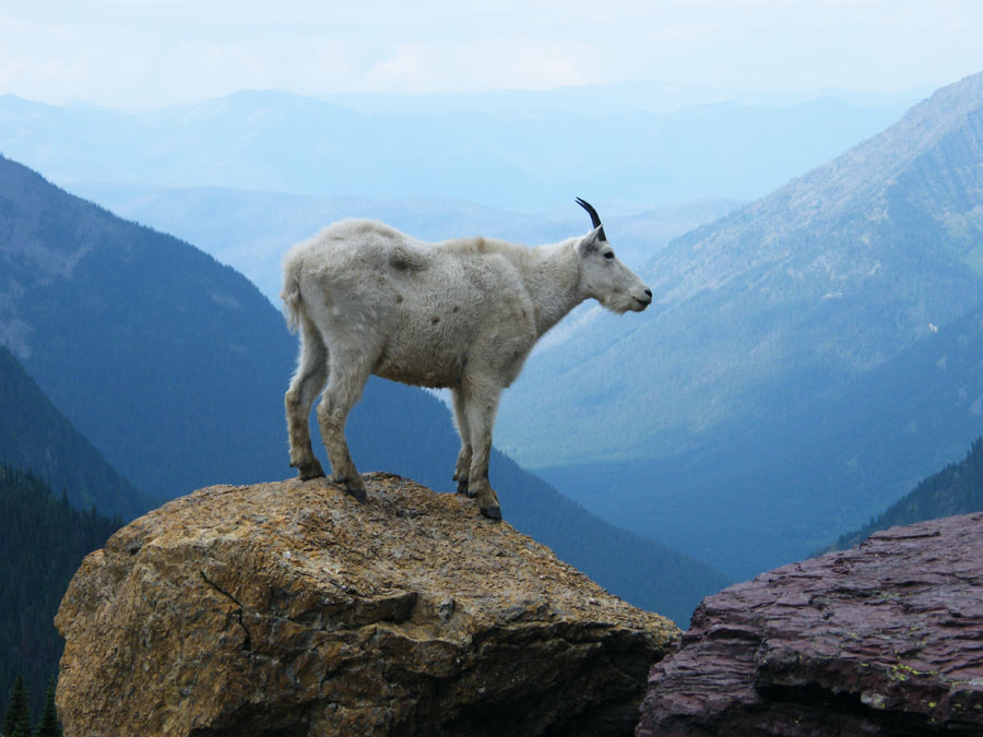 mountain goat