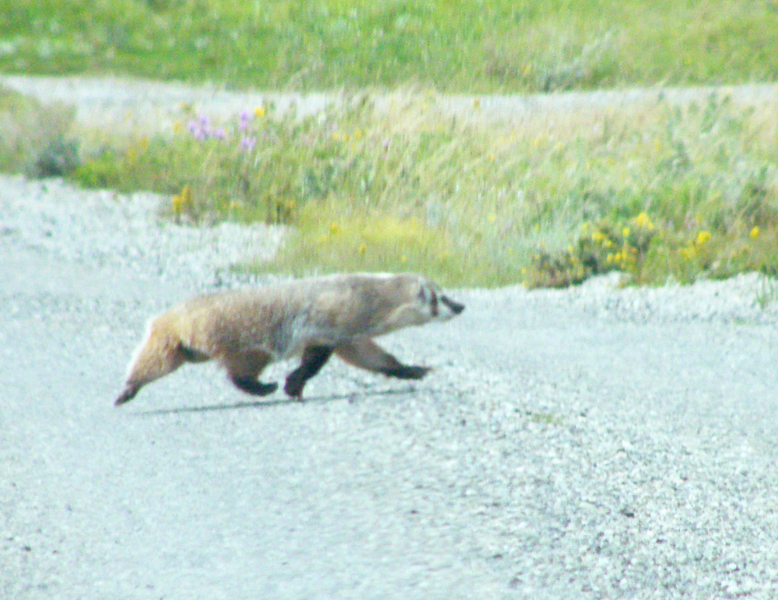 American badger