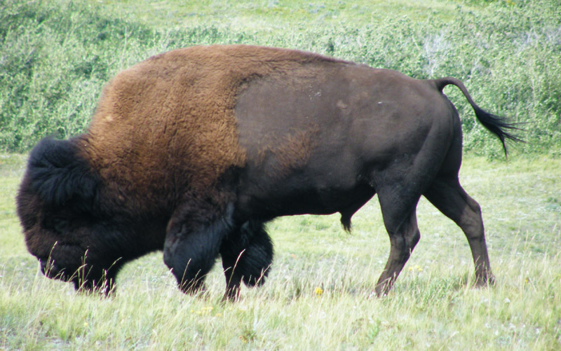 buffalo