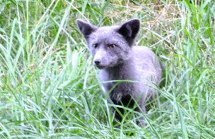 red fox