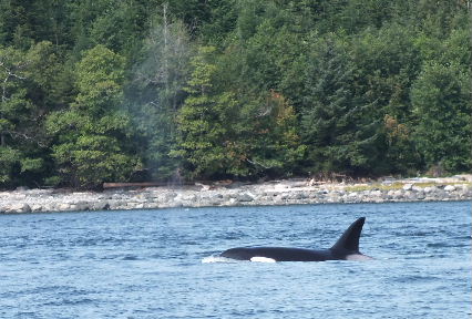 orca