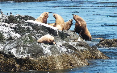 Steller Sea Lions