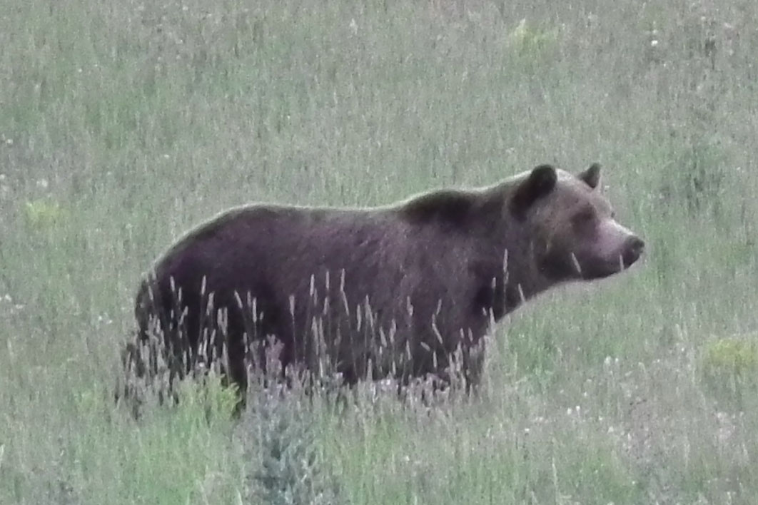 grizzly
