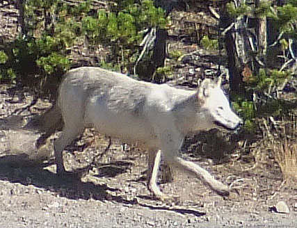 wolf
